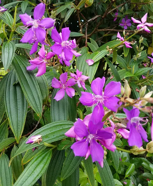 Best Perennial Flowering Plants in India 18