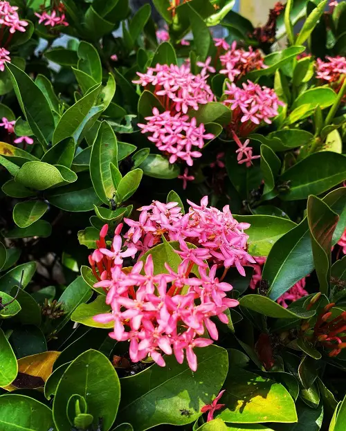 Best Perennial Flowering Plants in India 8