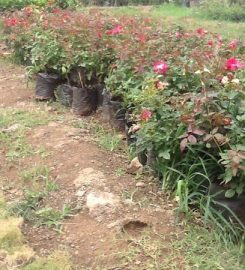 Sai Rose Nursery And Garden Developer