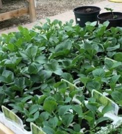 Lalbagh Plant Nursery