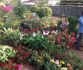 Isha Plant Nursery Madhavaram