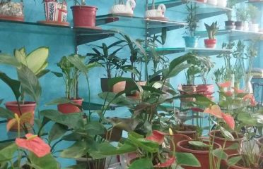 GREEN PLANET Saurabh Nursery