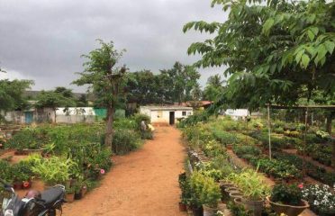 Susheela Farm and Nursery