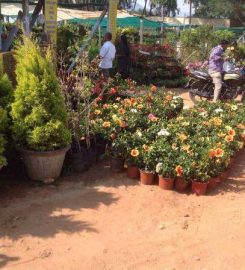 Sri Balaji Rose Nursery