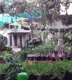 Pushpawali Plant Nursery