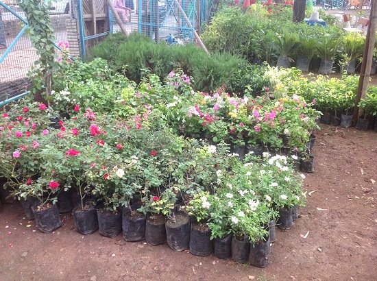 plant nursery in bhopal