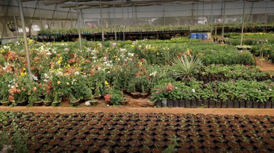 Best plant nursery in Indore
