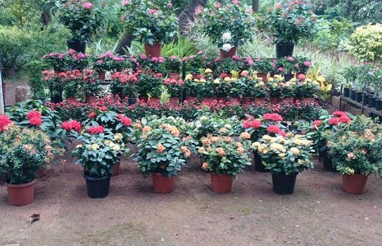 best plant nursery in mumbai
