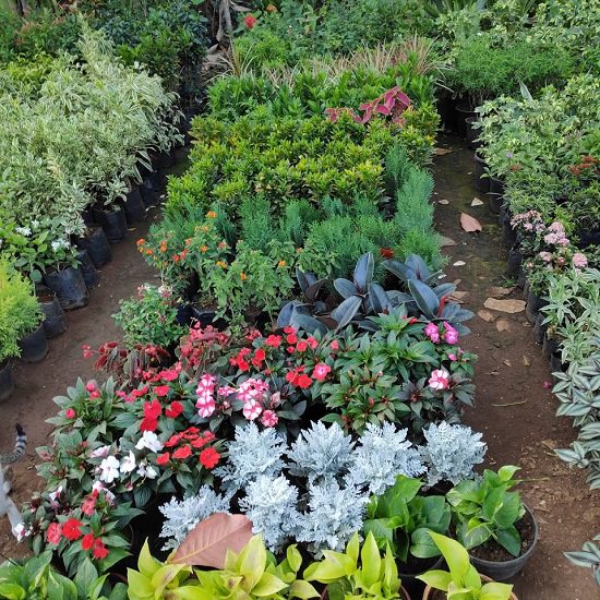 mumbai plant nursery