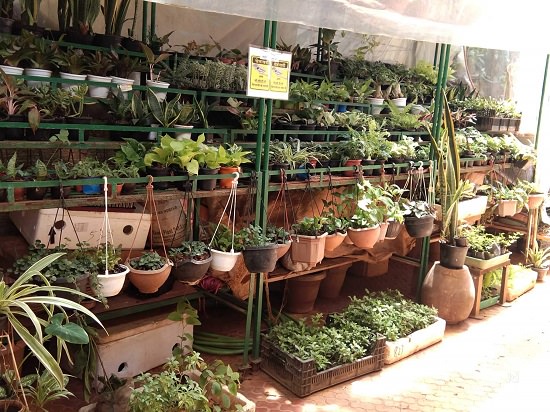 plant nursery in mumbai