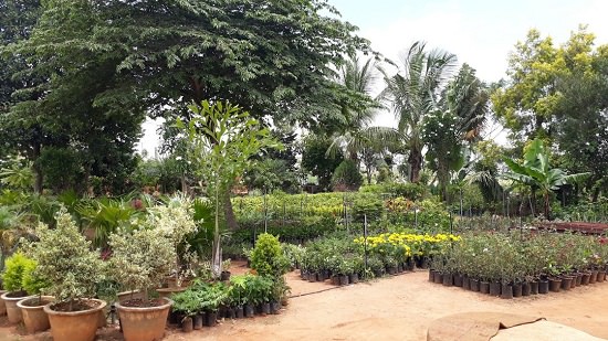 top plant nursery in banglore 
