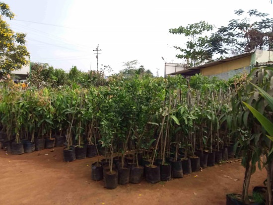 banglore best plant nursery