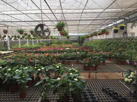 plant nursery in banglore