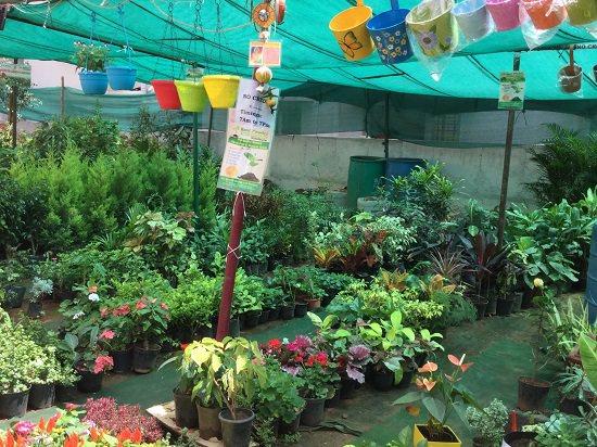 banglore plant nursery