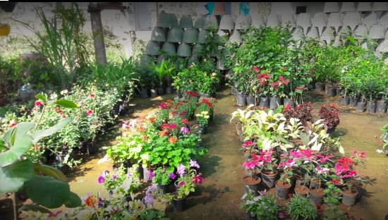 best banglore plant nursery
