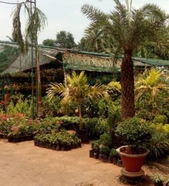 Siby’s Kuttiyankal Rubber Nursery and Garden