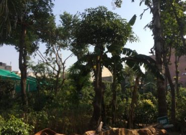 Prabhakar Garden and Nursery