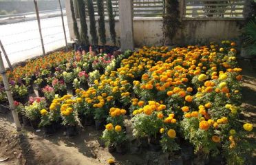 K V K Flower Plant Nursery