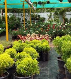 Kochuparampil Garden & Nursery