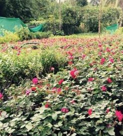 Baroda Roses Farm