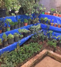 Nilgiri Garden Nursery