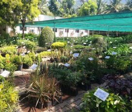 Flora Nursery