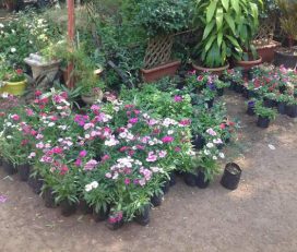 Om Sainath Roses Nursery