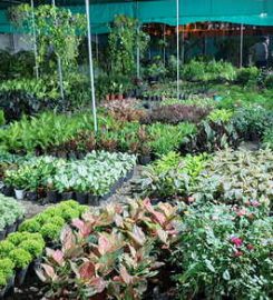 Shree Ambica Garden Nursery