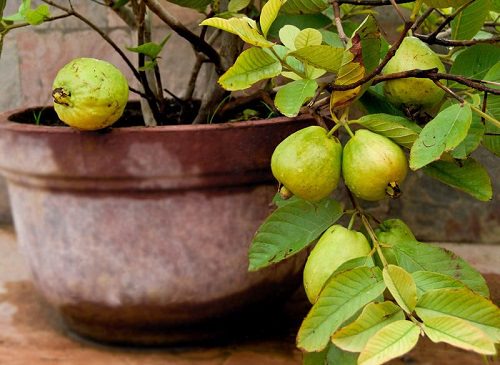 Fruit trees in containers india