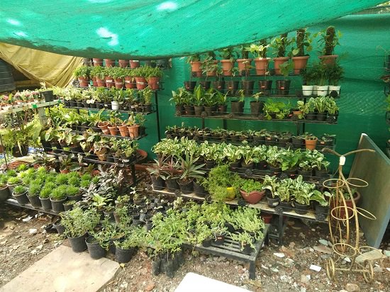 مشتل حديقة النباتات في الهند