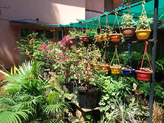 10 Best Plant Nurseries In Chennai, Kitchen Garden Pots In Chennai