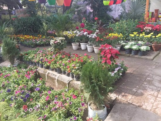 8 Best Plant Nursery In Agra • India Gardening