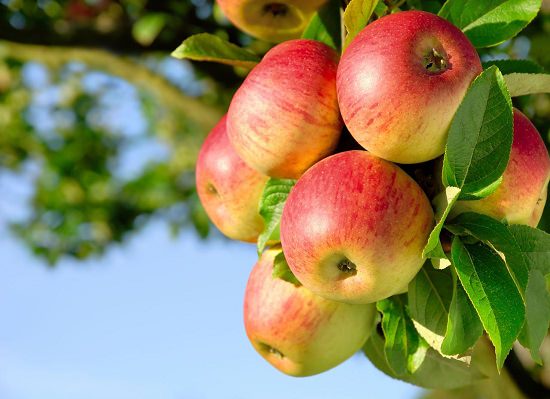 Most profitable fruit trees