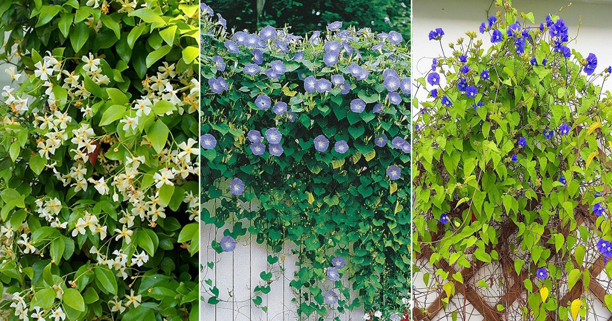 15 Fastest Growing Creeper Plants in India | Best Creeper Plants in India