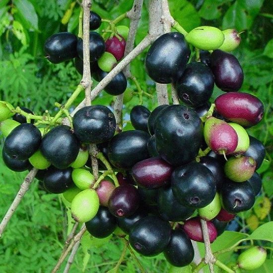 Jamun plantação de árvores frutíferas