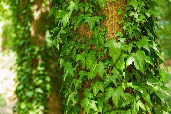 Fastest Growing Creeper Plant in India | Best Creeper Plants in India