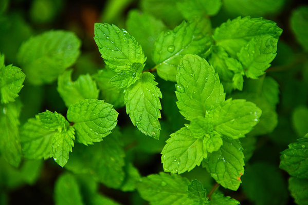 mint leaves indian