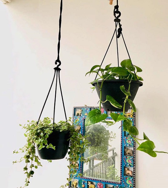  Beautiful Indian Balcony Garden Ideas India Gardening - Hanging Plants For Balcony In Hindi
