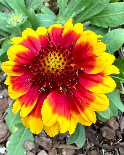 Summer Flowering Plants in India 44