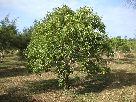 white sandalwood tree price