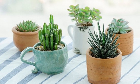 How to Buy Succulent Plants Online in India • India Gardening