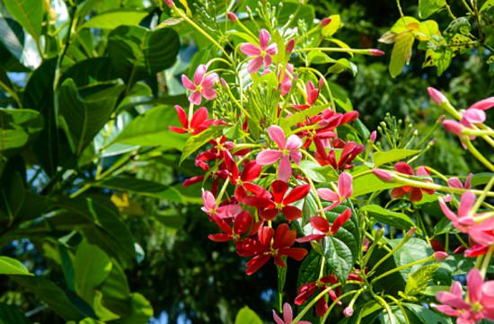 How to Grow Madhumalti from Cutting 2