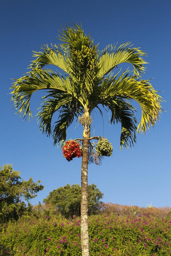 bottle palm tree in hindi