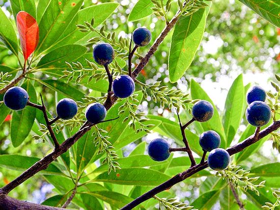 Elaeocarpus ganitrus Seeds For Growing