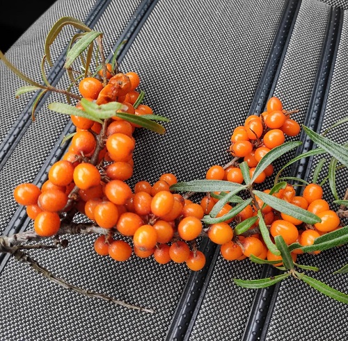 Types of berries in India