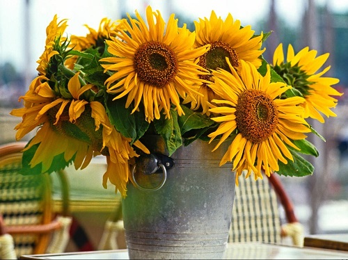 Summer Flowering Plants in India 4