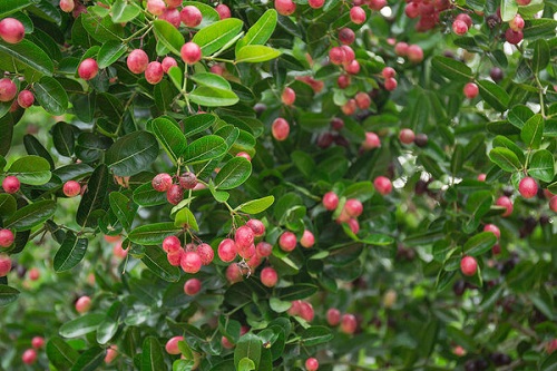 Types of berries in India: Karonda