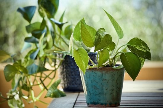 Money plant care in summer