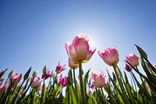 Summer Flowering Plants in India 15