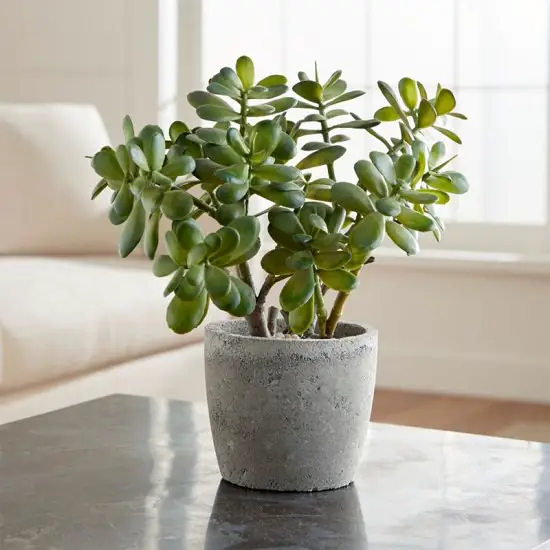 Jade Plant Care in India | How To Take Care of Jade Plant